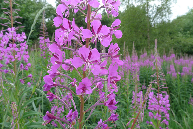 http://cdn.paulkirtley.co.uk/wp-content/uploads/2013/08/Flowering-Rosebay-Willowherb.jpg